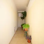 Akisol Gerbera * Portimão