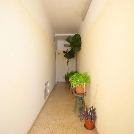 Akisol Gerbera * ポルティマン